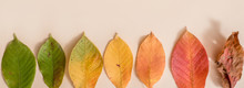 Banner Creative Layout Of Colorful Autumn Leaves. Flat Lay. Copy Space. Concept Of All Seasons. Spring And Summer, Winter And Autumn