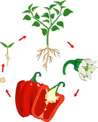 Poster - Life cycle of pepper plant. Growth stages from seed to flowering and fruiting plant with ripe red peppers isolated on white background