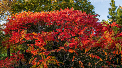 Wall Mural - Blätter im Herbst