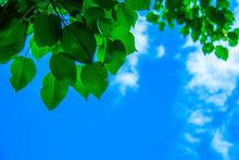 Green Leaves With Blue Cloudy Sky.