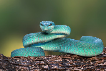 Wall Mural - blue viper snake on branch, viper snake, blue insularis