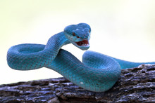 Blue Viper Snake On Branch, Viper Snake, Blue Insularis