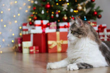 Beautiful Grey And White Longhair Cat Over The Christmas Tree With Blurry Festive Decor. Portrait Of Beloved Pet At Home And Pine Tree With Bokeh Effect Lights. Close Up, Copy Space.