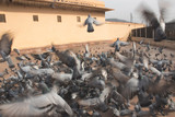 Fototapeta Do przedpokoju - pigeons on the roof