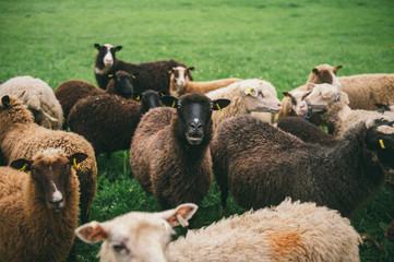 sheep on the pasture