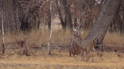 Wall Mural - Rutting Whitetail Buck in Colorado in Autumn