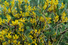 Close Up Of Shrub With Yellow Blossoms