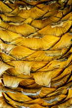 Close Up Of The Bark Of Palm Tree