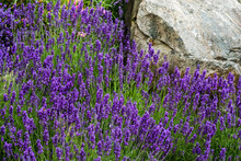 High Angle View Of Purple Lavender Growing On Rocky Ground