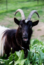 Close Up View Of Black Billy Goat