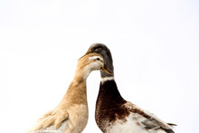 Close Up Of Brown And Grey Ducks Facing Each Other