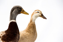 Close Up Of Brown And Grey Ducks
