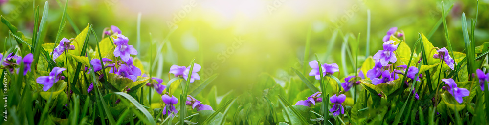 Purple violets in the forest, panorama. Spring flowers_ - obrazy, fototapety, plakaty 