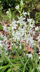 Wall Mural - Beautiful flowers of Ornithogalum Nutans