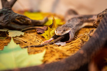 Close Up And Selective Focus On Rat Snake Trying To Devour Big Grey Rat, Swallow Whole The Prey On The Forest Ground With Lot Of Maple Leaves, Dry Pine Needles And Rocks.