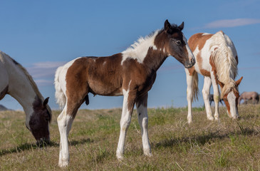 Wall Mural - Cute Wild Horse Foal in Spring in the Utah Desert