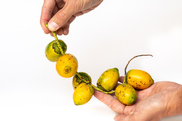 Wall Mural - Hands holding palm fruits Peach palm (Bactris gasipaes) from Amazon Rainforest isolated on white background. Colorful and exotic peach palm is nutritious and delicious. Environment and health concept.