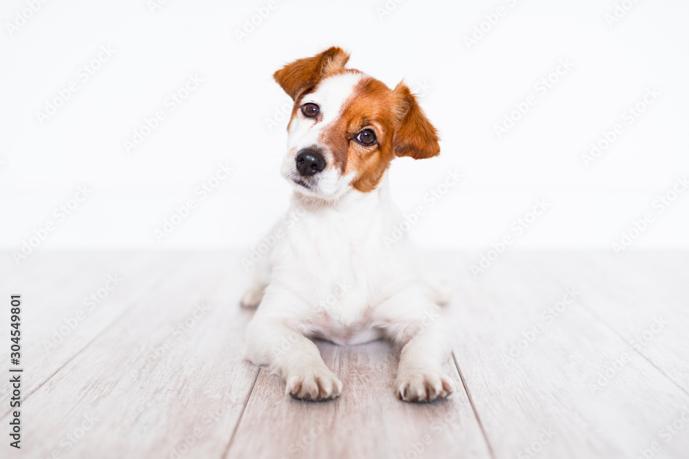 cute jack russell dog lying on the floor at home - obrazy, fototapety, plakaty 
