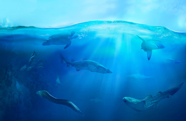 Wall Mural - Ocean underwater with marine animals. Hunting sharks. Ecosystem. Life in tropical waters.