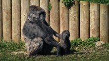 Mother Gorilla With Baby