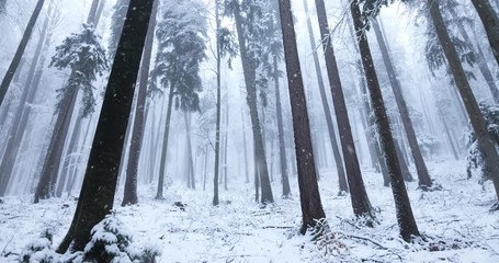 Wall Mural - beautiful winter snowy forest landscape with snowfall.