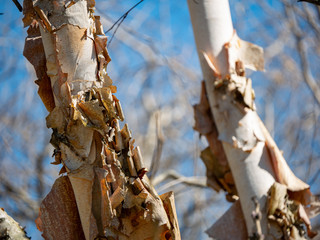 Bark peeling off a river birch tree