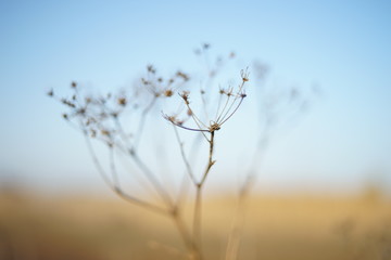 Canvas Print - Dry grass grow in autumn blurred field.