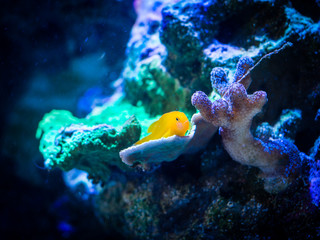 Sticker - gobiodon okinawae over a coral in a reef aquarium
