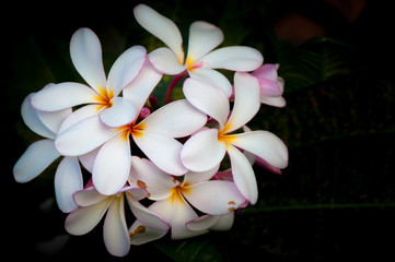 plumeria are tropical trees famous