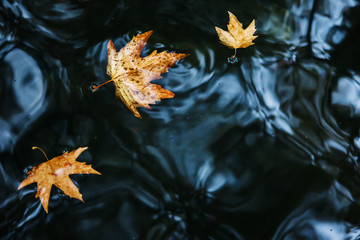 autumn leaves on water. Fallen maple leaf in autumn colors floating on water surface.