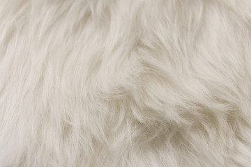 Wall Mural - White artificial fur texture for background close-up