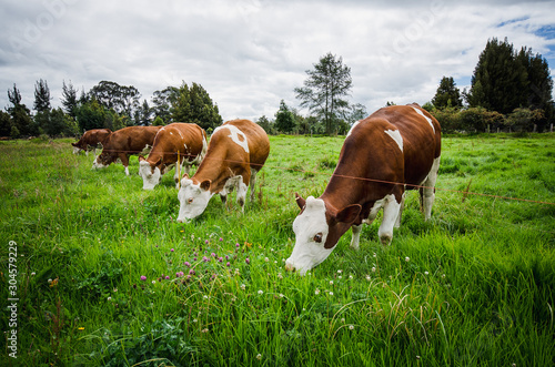 Cuadros en Lienzo Vacas, ganado Ganaderia en las cercanías de Bogotá Colombia y en el departamento