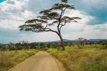 Wall Mural - golden meadows in the savanna fields, bright sky.trees in the middle of the field.with 1 tree in the