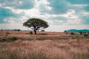 Wall Mural - golden meadows in the savanna fields, bright sky.trees in the middle of the field.with 1 tree in the