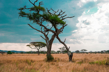 Wall Mural - golden meadows in the savanna fields, bright sky.trees in the middle of the field.with 1 tree in the