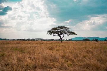 Wall Mural - golden meadows in the savanna fields, bright sky.trees in the middle of the field.with 1 tree in the