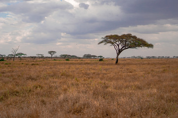 Wall Mural - golden meadows in the savanna fields, bright sky.trees in the middle of the field.with 1 tree in the