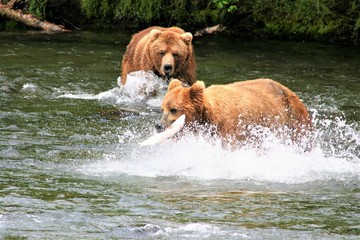 Two grizzly bears and one salmon