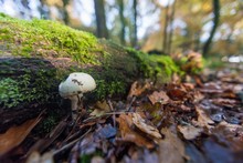 A Single White Mushroom Near Tree Moss In Dried Leaves In The New Forest, Near Brockenhurst, UK