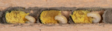 Osmia Lignaria, Blue Orchard Mason Bee Nest With Larvae