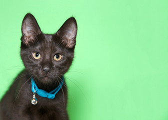 Close up portrait of an adorable black kitten with golden yellow eyes wearing a teal blue collar with bell looking directly at viewer. Light mint green background with copy space.
