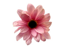 Gerbera Or Dahlia Flower For Flower Frame Or Other Decoration. Pink Flower On White Background. Seruni Or Chrysanthemum Flower Isolated On White Background.