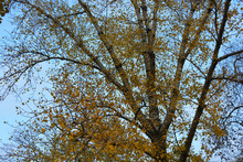 Autumn Yellow Poplar Leaves Hanging On The Branches Of A Large Tree Against A Blue Sky.