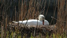 Mute Swan Nesting