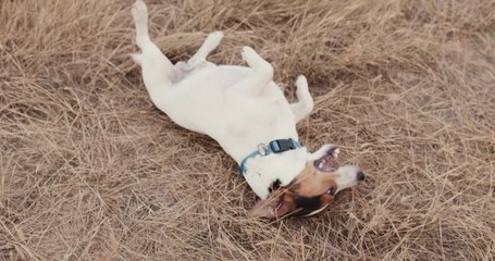 Wall Mural - Funny little dog lying on yessow midow grass 