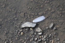 Feather In Puddle