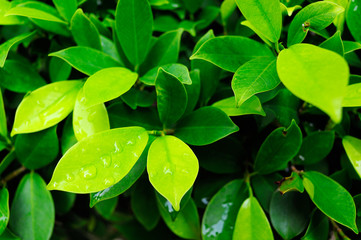 green leaves background