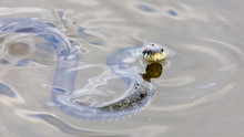 A Snake Swims In The Expanse Of Water