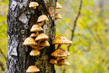 Mushrooms Growing On A Tree In The Autumn Forest