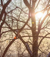 Leafless tree branches at dawn of the sun